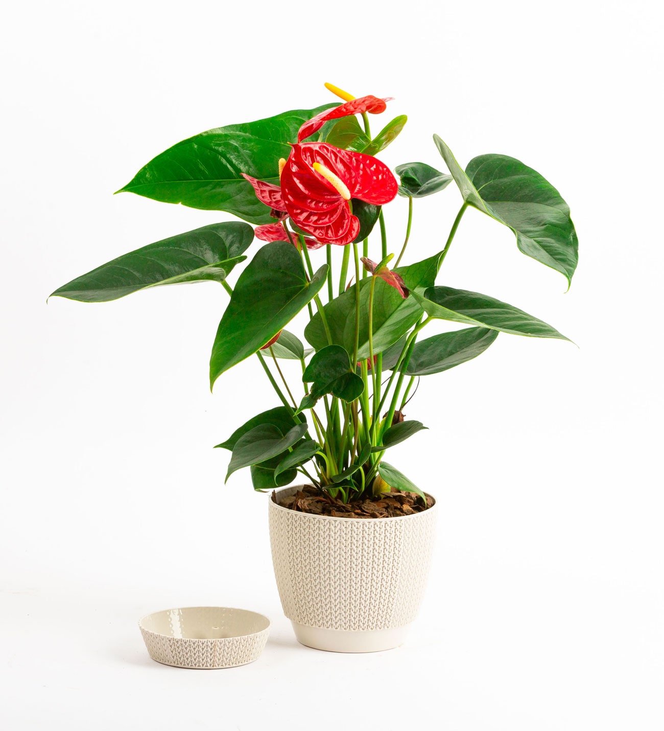 product-details3