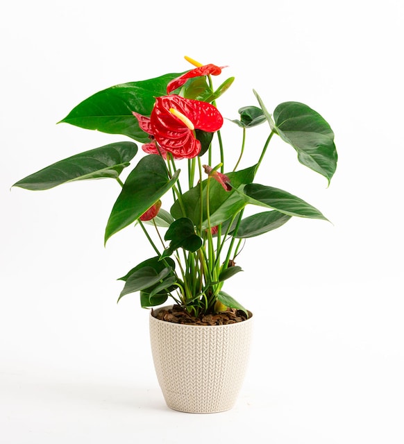 product-details4