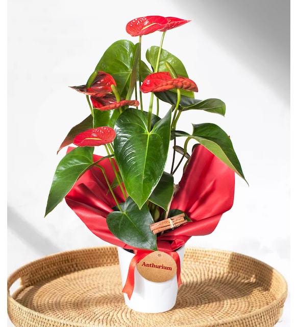 product-details2